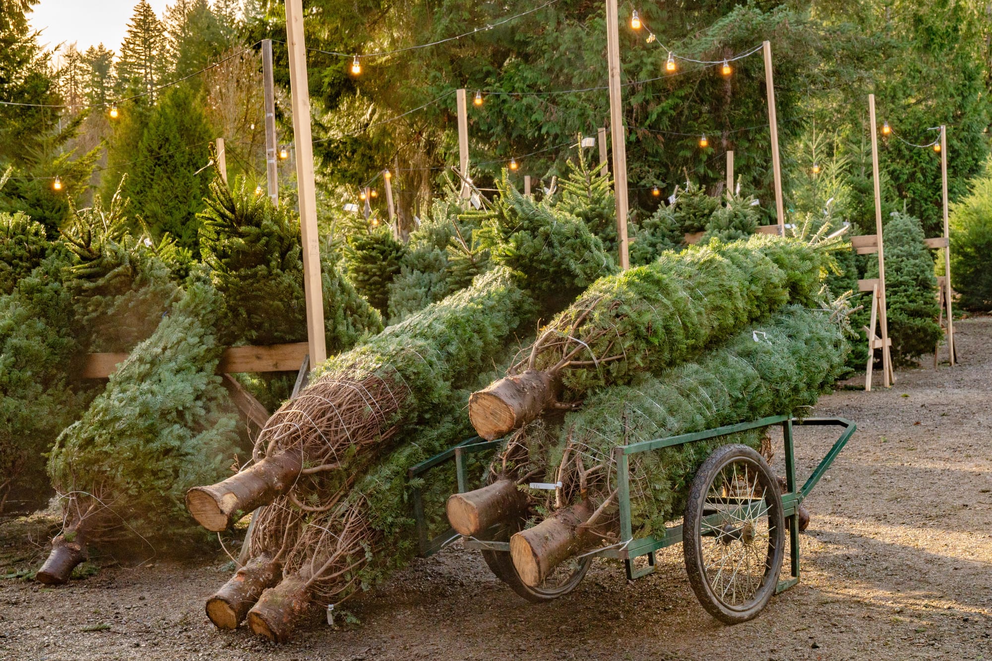 Where to buy a live Christmas tree in the Richmond area