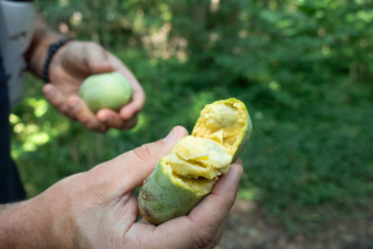 It's time to harvest the pawpaw, Richmond's unofficial fruit