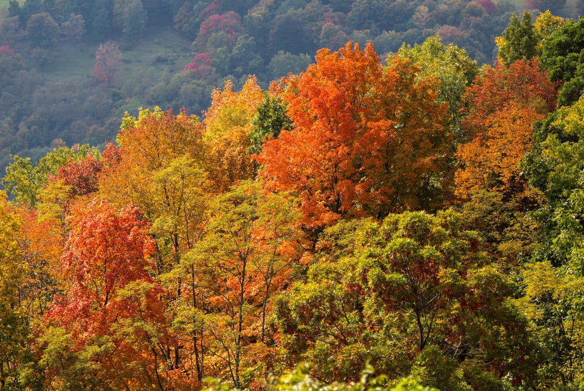 Weather updates: Fall colors in Virginia ready to put on a show