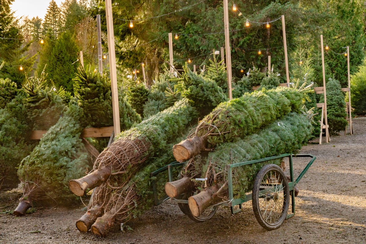 Where to buy a live Christmas tree in the Richmond area