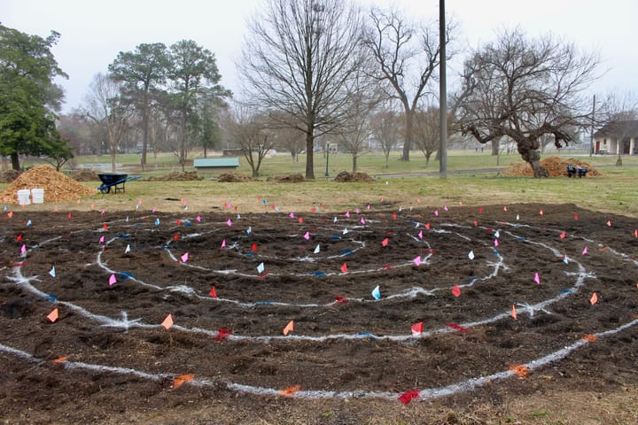 A forest grows in Swansboro